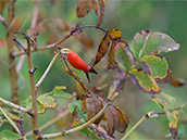 Alpen-Heckenrose (Rosa pendulina)