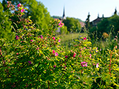 Alpen-Heckenrose(Rosa pendulina)