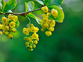 Gewöhnliche Berberitze (Berberis vulgaris), Blüte :April-Mai