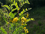Strauch mit unpaarig gefiederten Blättern, gelben Blüten und aufgeblasenen Hüsenfrüchten