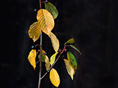 Faulbaum schwarzen Beeren