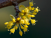 Kornelkirsche (Cornus mas), Blüten
