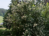 Weisse Blüten, dunkelgrünes Laub