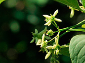 Gewöhnliches Pfaffenhütchen (Euonymus europaeus), Blüte: Mai-Juni, Pflanze giftig