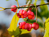 Gewöhnliches Pfaffenhütchen (Euonymus europaeus), Früchte: Oktober