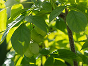 Früchte: Aufgeblasene grüne Kapseln