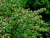 Rote Heckenkirsche oder Gewöhnliche Heckenkirsche (Lonicera xylosteum)