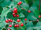 Rote Heckenkirsche oder Gewöhnliche Heckenkirsche (Lonicera xylosteum), Früchte: Juni