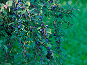 Schlehdorn (Prunus spinosa), Früchte