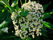 Schwarzer Holunder (Sambucus nigra), Blüten: Juni