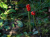 Dicht gedrängt stehen am Fruchtstand die Beeren, die sich bei Reife leuchtend rot färben