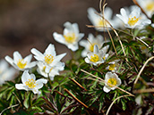 Buschwindröschen (Anemone nemorosa