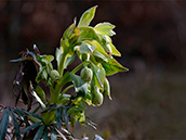 Stinkende Nieswurz (Helleborus foetidus)