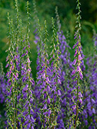 Acker-Glockenblume (Campanula rapunculoides)