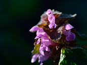 Ackertaubnessel (Lamium hybridum)