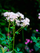 Akeleiblättrige Wiesenraute (Thalictrum aquilegiifolium)