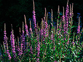 Gewöhnlicher  Blutweiderich (Lythrum salicaria)