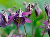 Schwarzviolette Akelei (Aquilegia atrata)