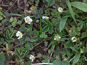 Erbeerähnliche Blüten und Blätter