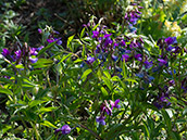 Frühlings-Platterbse (Lathyrus vernus)