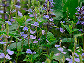 Gamander-Ehrenpreis (Veronica chamaedrys)