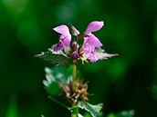 Gefleckte Taubnessel (Lamium maculatum)