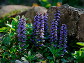 Kriechender Günsel (Ajuga reptans L.)