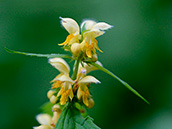 Gewöhnliche Goldnessel (Lamium galeobdolon)