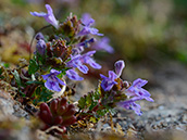 Gundermann (Glechoma hederacea)