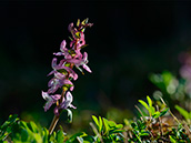 Hohler Lerchensporn (Corydalis cava)