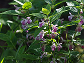 weiss-rosa farbige Blüten