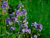 Jakobsleiter (Polemonium caeruleum)