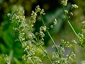 Wiesen-Labkraut (Galium mollugo)