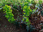 Mandelblättrige Wolfsmilch (Euphorbia amygdaloides)