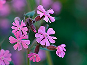 Rote Lichtnelke (Silene dioica)