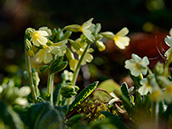 Hohe Schlüsselblume (Primula elatior)