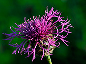 Skabiosen-Flockenblume (Centaurea scabiosa)