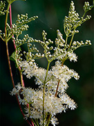 Echtes Mädesüß (Filipendula ulmaria)