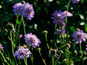 Tauben-Skabiose (Scabiosa columbaria)