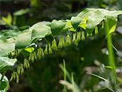 Stängel überhängend 30- 60 cm, Blüten in 2-5blütigen, hängenden Trauben