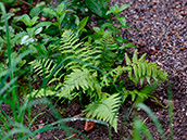 Wald-Frauenfarn (Athyrium filix-femina)