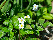 Grüne Blätter und weisse Blüten