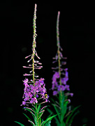 Schmalblättrige Weidenröschen (Epilobium angustifolium)