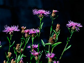 Wiesen-Flockenblume (Centaurea jacea)