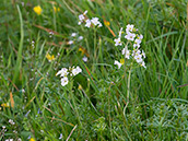 Endständiger, traubiger Blütenstand, helllila Blüten 