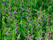 Zaun-Wicke (Vicia sepium)