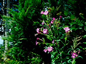 Zottiges  Weidenröschen (Epilobium hirsutum)