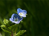 Niedrige Pflanze mit hellblauen Blüten