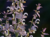 Muskatellersalbei (Salvia sclarea)