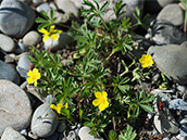 Niedrige Staude mit leuchtend gelben Blüten